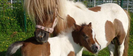 Jim with his mum, Jam - 1 day old @ Fishers Mobile Farm